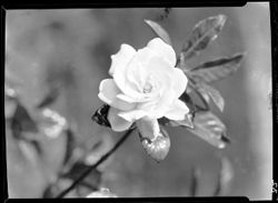 Gardenia (orig. negs)