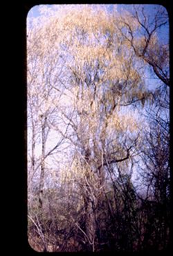Tall willow east of Lake. Marmo. Arb. W.