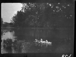 Ducks in Fall Creek near Hammond Park