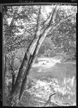 Sycamore tree along Blue River