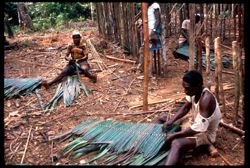 Men weaving rattan palms