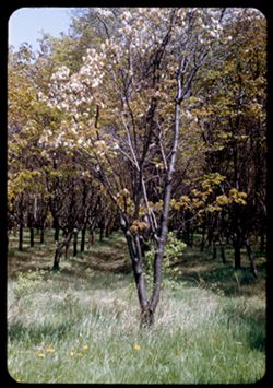 Young Prunus grove Arb. E.