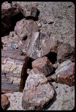 Group of broken pieces Petrified Forest
