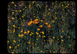 Poppies and mustard along Norris Canyon road