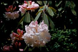 Rhododendron Strybing Arboretum