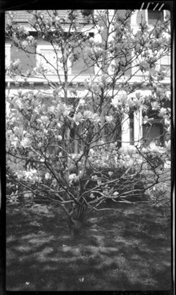 Study of magnolia tree