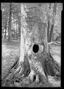 YELLOWWOOD LAKE SERIES--Hole in beech tree