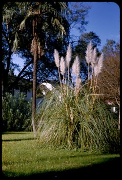 Plumes and a Palm in Audubon Blvd. New Orleans