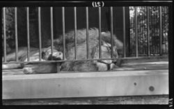 Lion at Cincinnati Zoo, "Brutus," Sept. 14, 1907