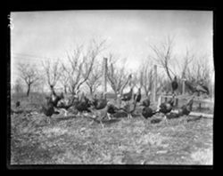 Wild turkeys on Weed Patch reserve, Neal House