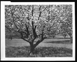 Apple tree at Kinnard's, Martinsville