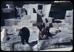 Brookfield Zoo Bears