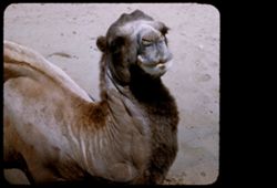 Bactrian camel. Fleishhacker Zoo. San Francisco.