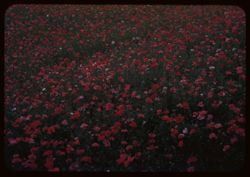 Yard full of Poppies in south suburb of Chgo