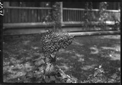 Swarm of bees, Marin Street, Martinsville