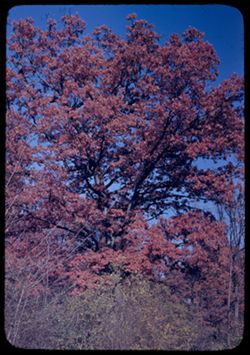 Oak tree in Autumn red Morton Arboretum