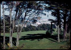 View east through the Pines of Lincoln Park from Legion of Honor plaza.  San Francisco.