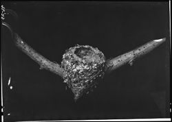 Hummingbird's nest, from Mrs. Joe Pryor