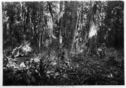 A man working on a burnt plantation