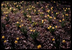 Daffodils Arboretum [W]