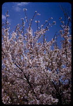 Blooming Prunus in Japanese group