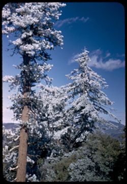 Tall pines ice coated atop Mt. Wilson