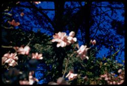Magnolia Campbellii G-G Park Arboretum Out of focus