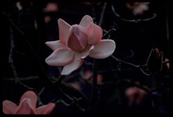 Blossom of Campbell Magnolia Strybing Arboretum
