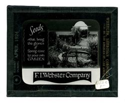 F.I. Webster Company: Seeds that bring the glories of Spring-time to your own garden