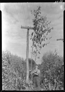 Hoh006.092.0021.tif