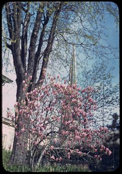 Magnolia and Catholic church spire. Mt. Vernon