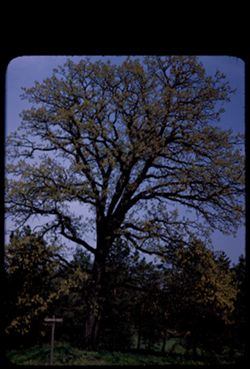 Bur Oak in tassel  Oakwood Dr. and Lake road. Arboretum E