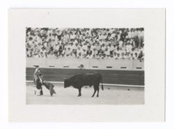 Item 0614. Various shots of bull fight. Matador on knees confronting bull. Second matador behind him, spectators in stands in background.