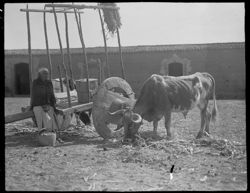 Ox and cart at Tlacolula Market, woman at left