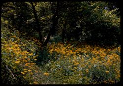 Golden Ragwort along Trail along bank of stream in Arboretum- W. Senecio aureus
