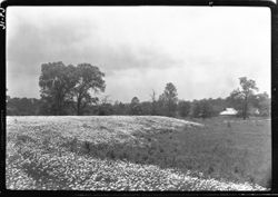 Daisy field, looks like snow, Stine's mill, Martinsville