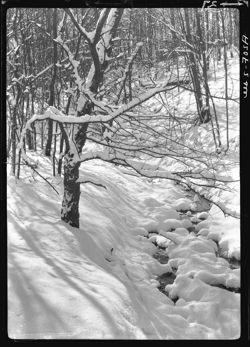 Large tree at side of brook, opposite Clayton George's