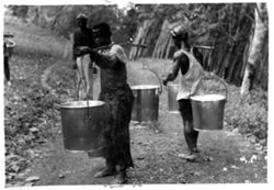 Tappers carrying buckets full of latex
