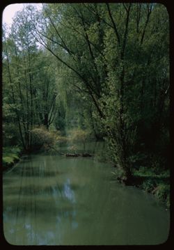 DuPage river from bridge, Arboretum W.
