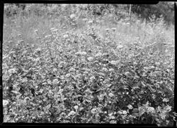 Large planting of zinnias