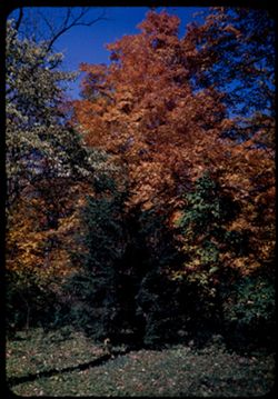 An autumn potpurri dominated by a Maple. Arb. W.