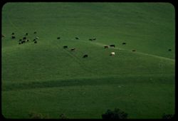 Cattle graze in Kirker Pass. Contra Costa county