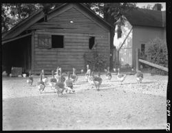 Geese at Fritz Rogers'
