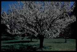 Cherry Plum Prunus Salicina x Cerasifera Myro Balana Arboretum E