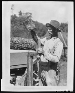 Man riving tobacco sticks [same as I.U. neg. 203]