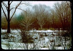 Arboretum W Twin Springs & Snow