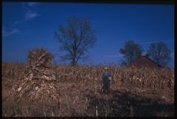 Corn farmer - Roselle Rd. Cook County