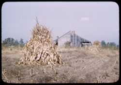 Corn field along Mt. V. - N.H. road Sunday