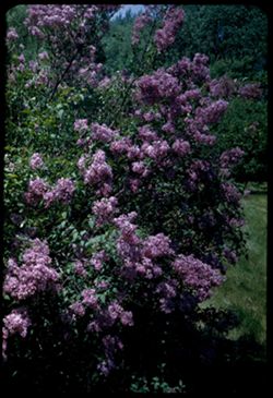 Lilac bush. Arb. W.