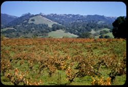 Vineyards along Cal. 128 near Alexander Valley  Sonoma County